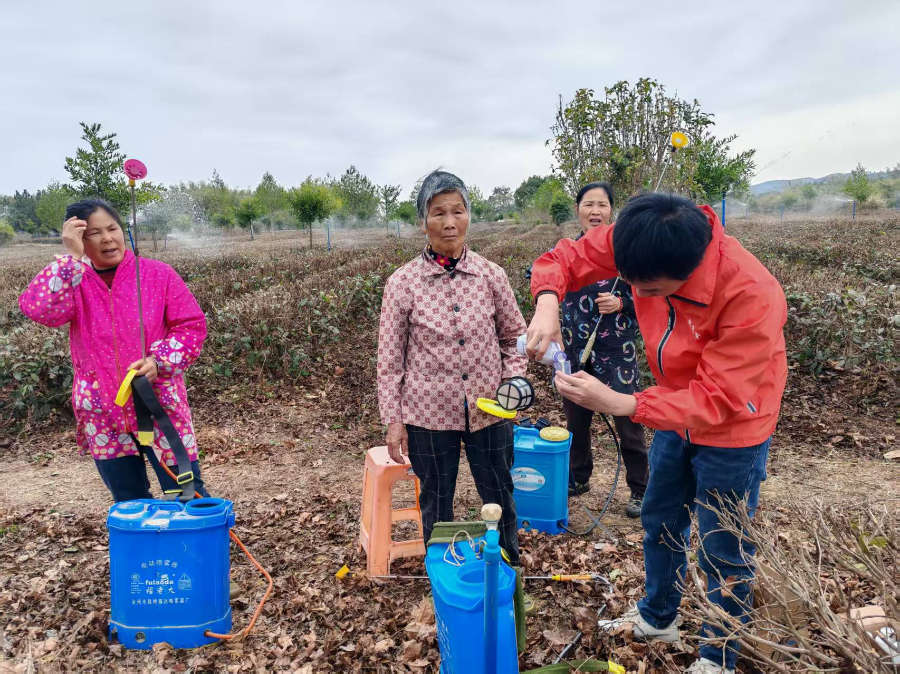 農村科技特派員在行動——科技特派員“把脈”春茶生產，助推“百千萬工程”走深走實
