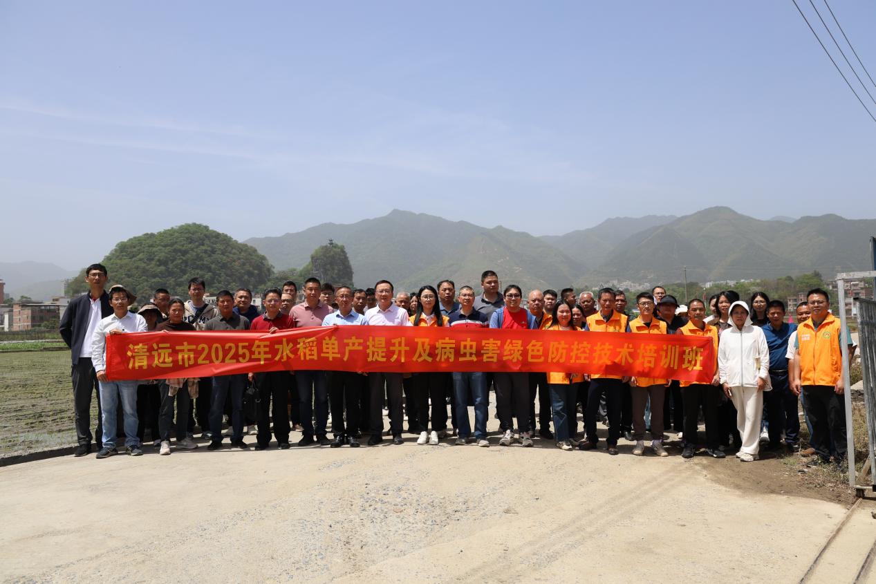 強化科技支撐 清遠市舉辦2025年水稻單產提升及病蟲害綠色防控技術培訓